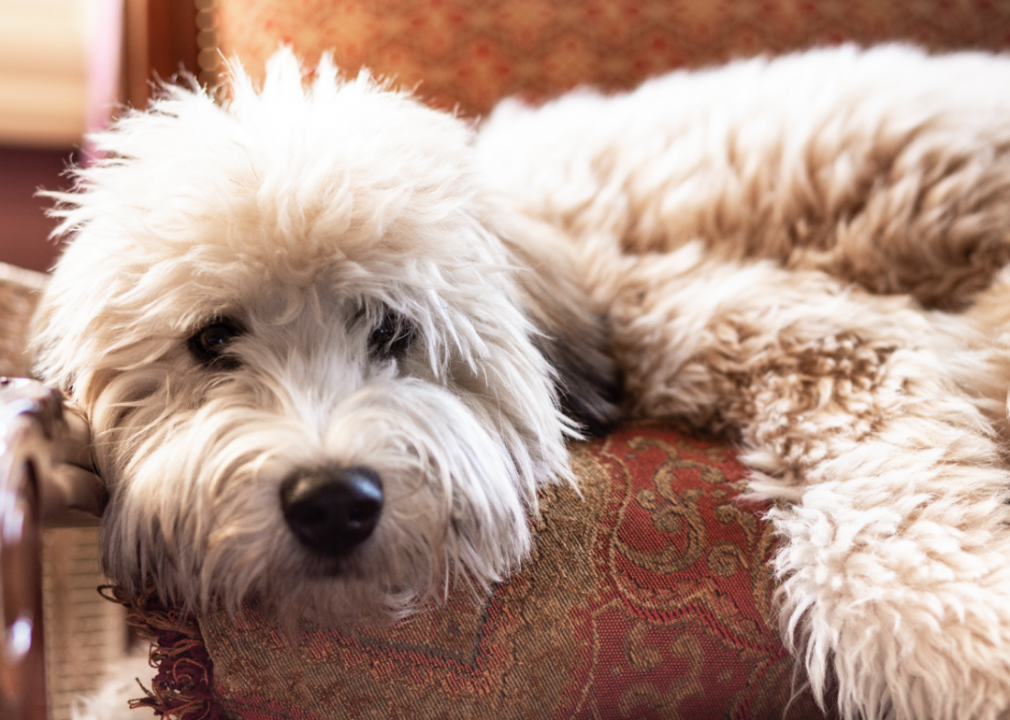 #40. Soft coated Wheaten terrier (tie)